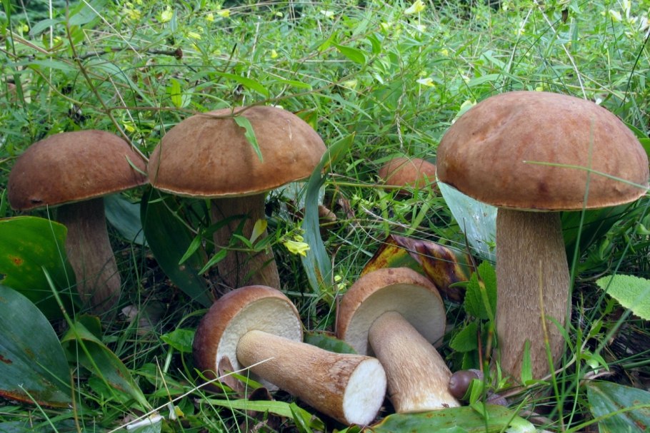 Боровик сетчатый Boletus reticulatus