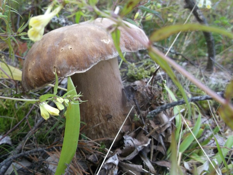 Боровик сетчатый Boletus reticulatus