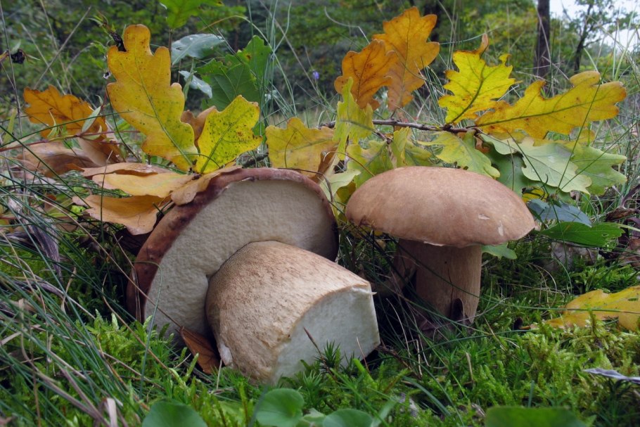 Белый гриб сетчатый Boletus reticulatus