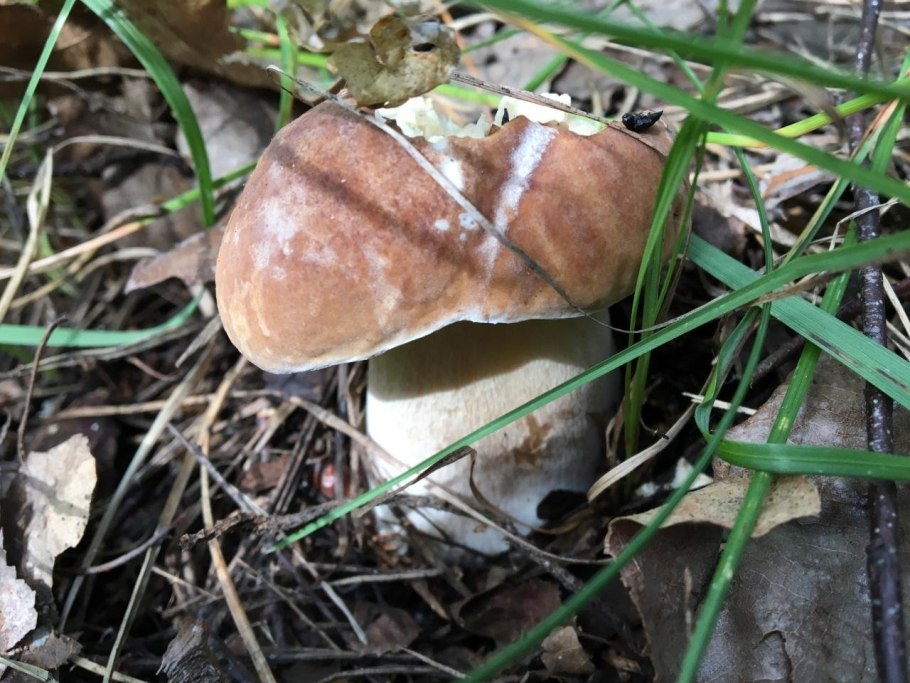 Белый гриб дубовый боровик сетчатый