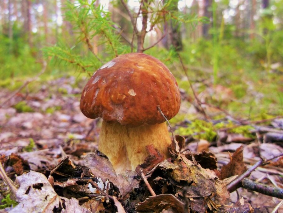 Белый гриб сетчатый Boletus reticulatus