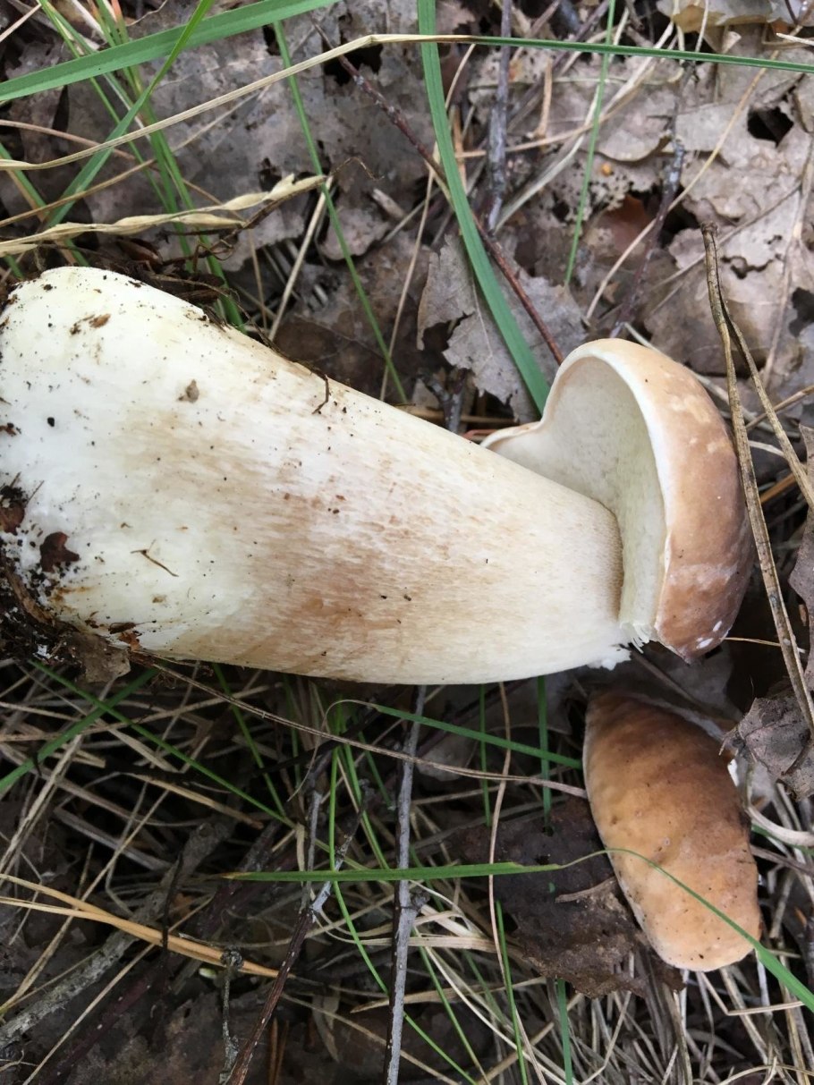 Боровик сетчатый Boletus reticulatus