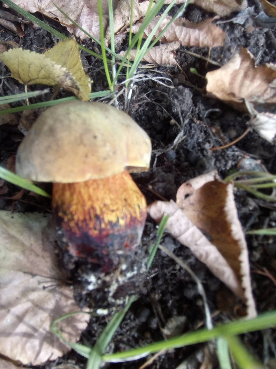 Поддубовик гриб