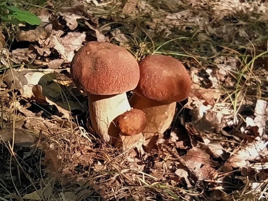 Грибы под осиной