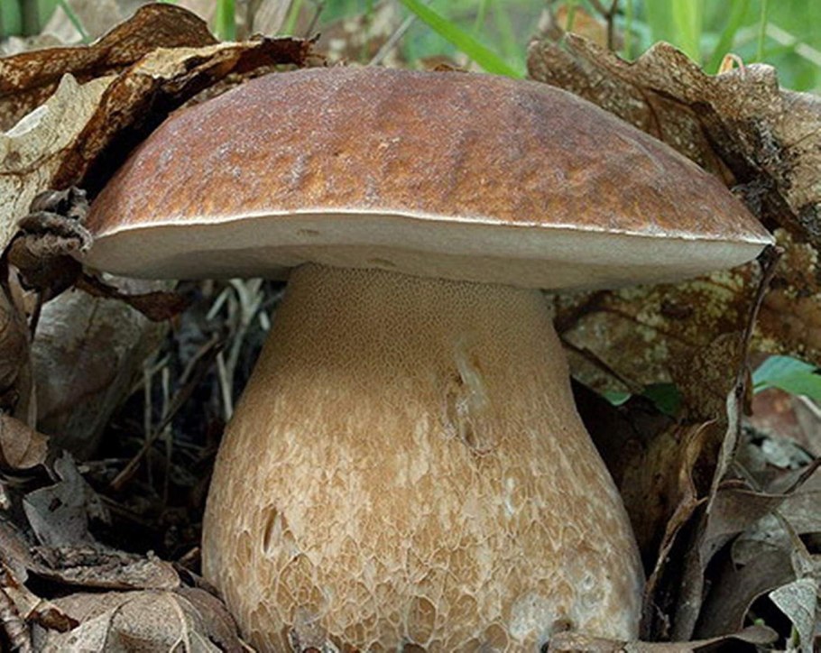 Грибы Beech Mushroom