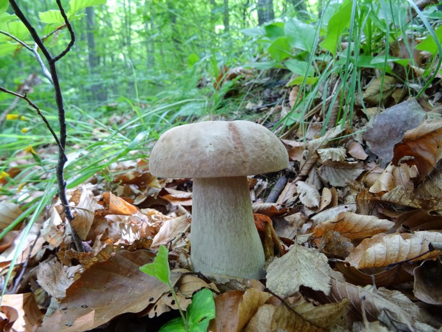 Boletus reticulatus белый гриб дубовый
