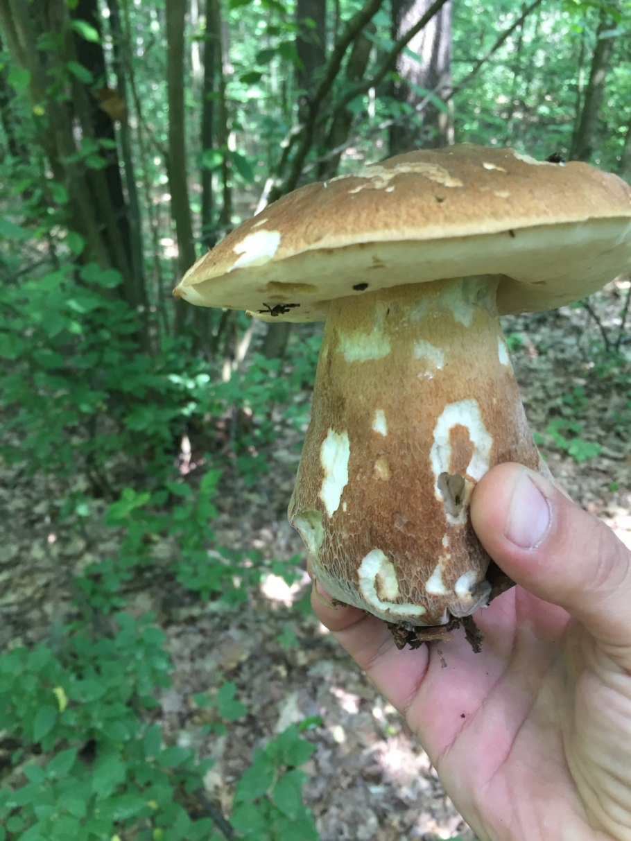 Грибы белый гриб