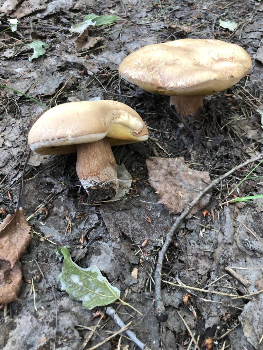 Белый гриб сетчатый Boletus reticulatus