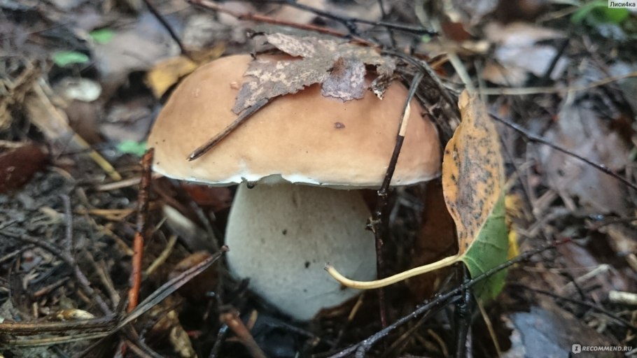 А. Прокофьев «Боровик»