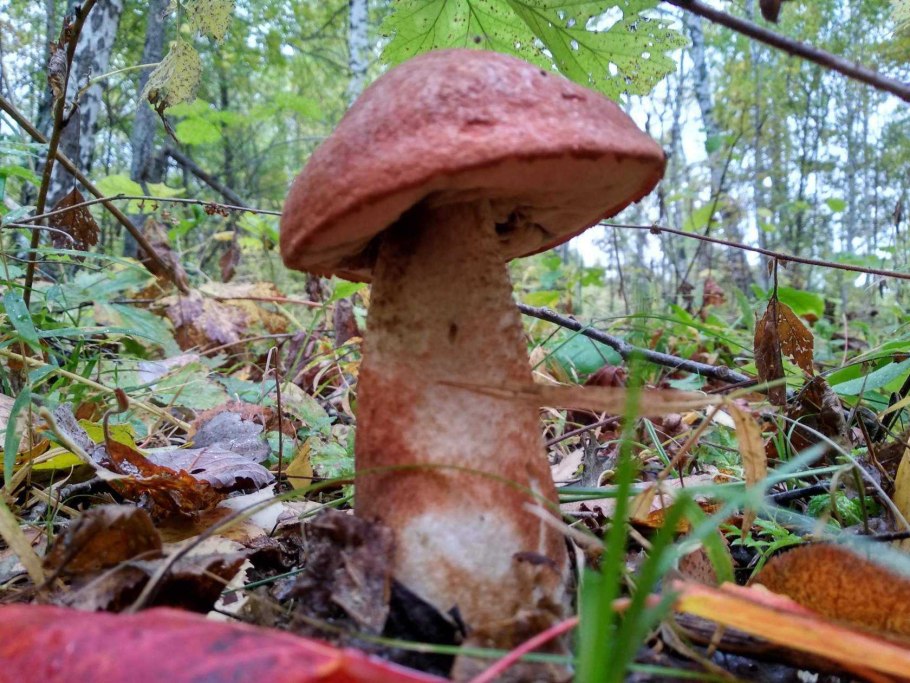 Глухой Боровик гриб