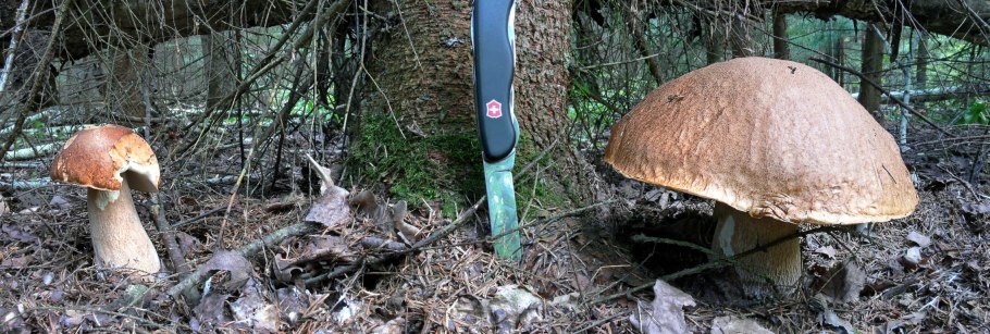Белый гриб сетчатый Boletus reticulatus