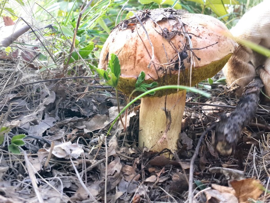 Боровик девичий (Boletus appendiculatus)