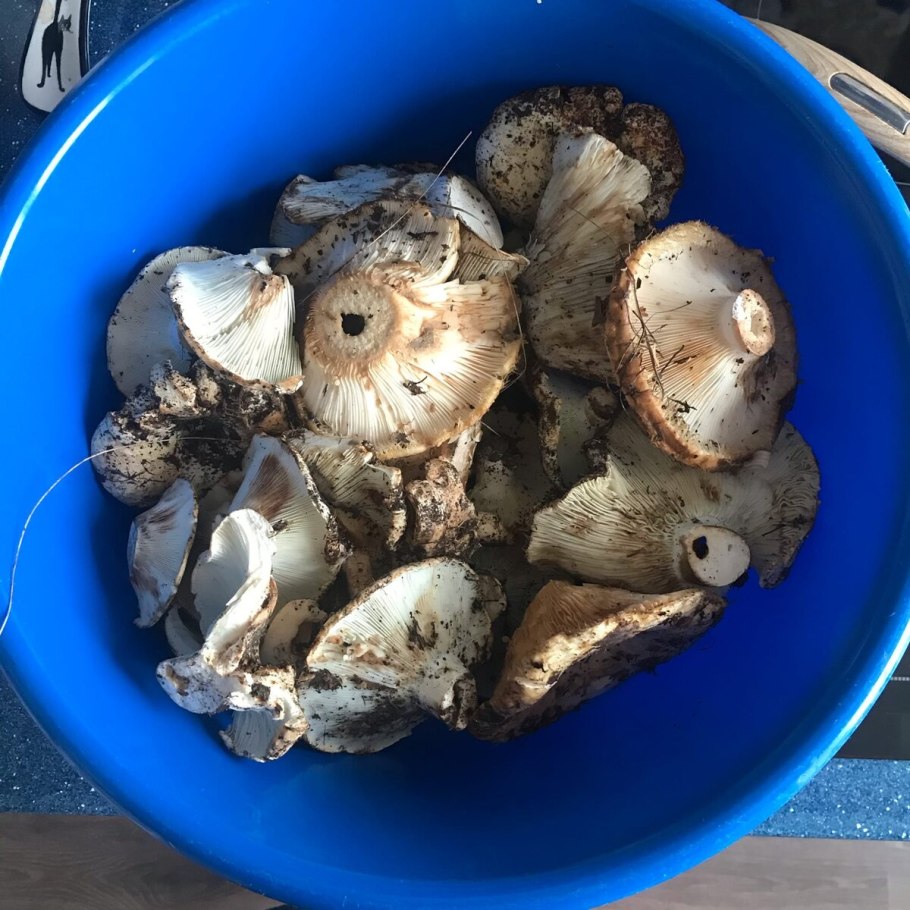 Соление сухих груздей