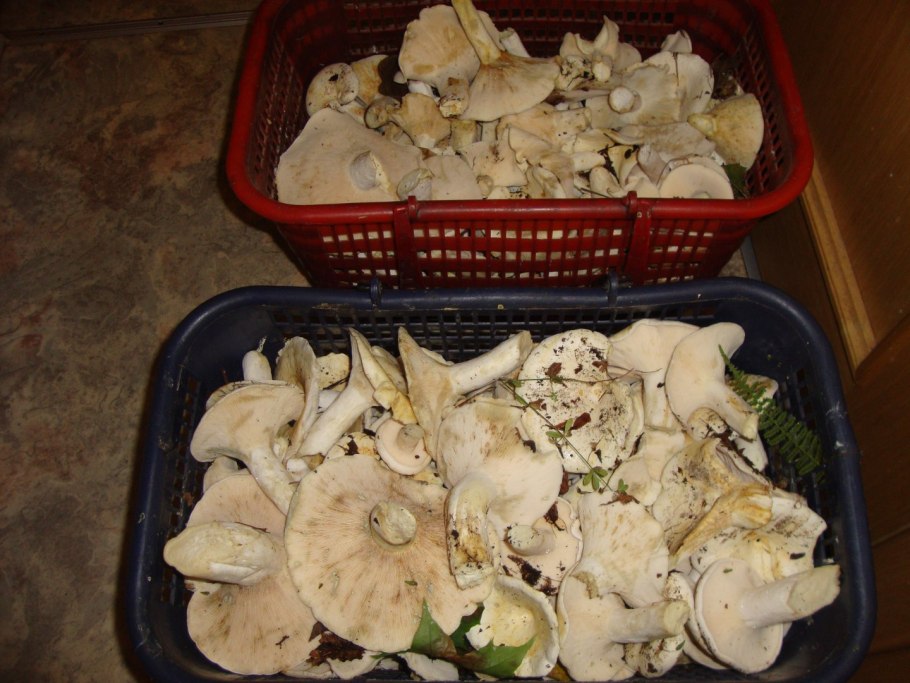 Вымоченные грузди