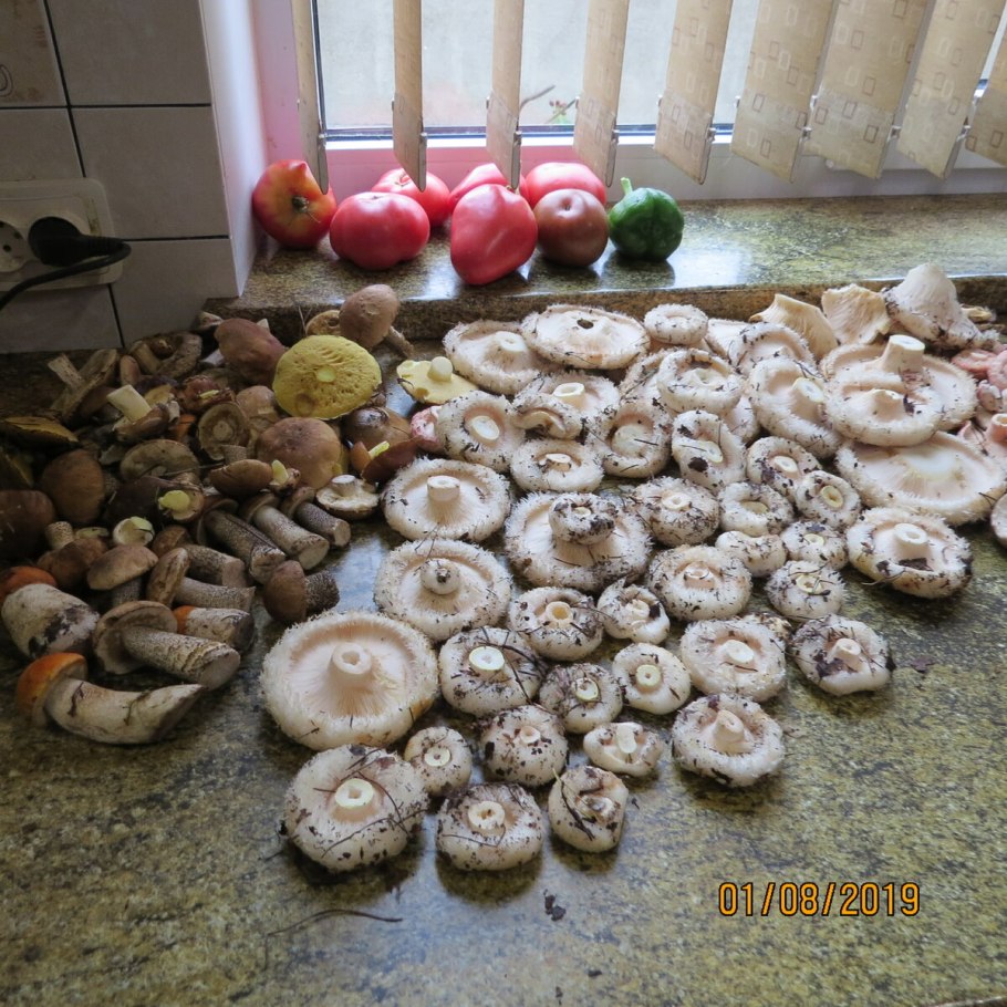 Царство грузди маслята