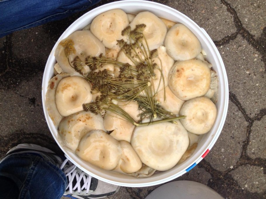 Грибы грузди соленые