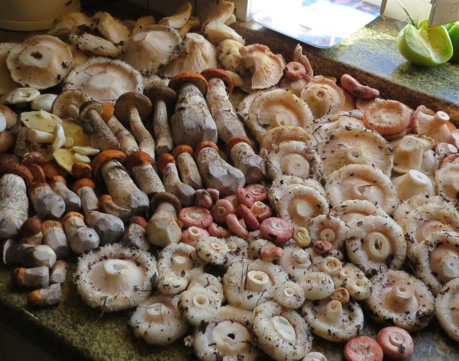 Груздь на прозрачном фоне