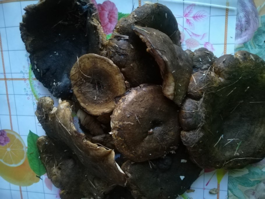 Грузди черные маринованные