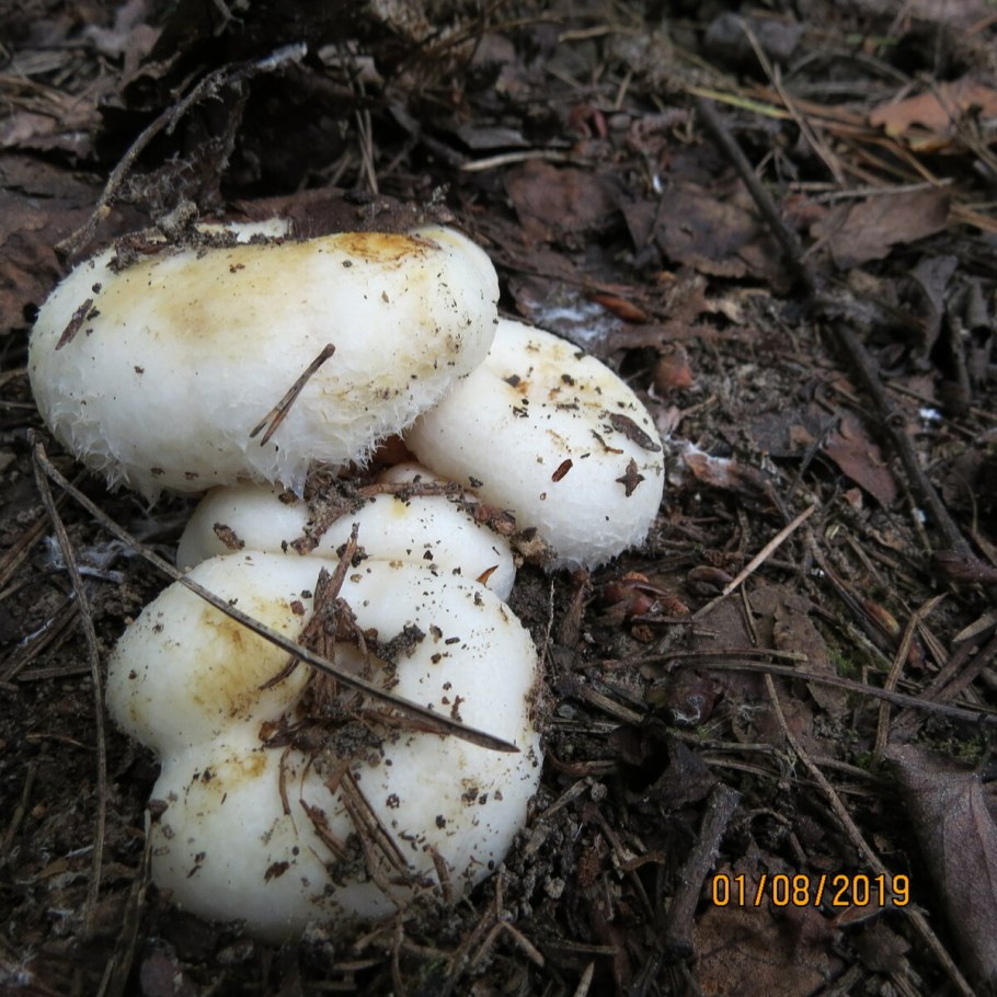 Соленые грибы