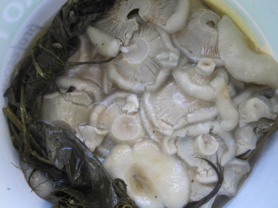 Грузди слабосоленые