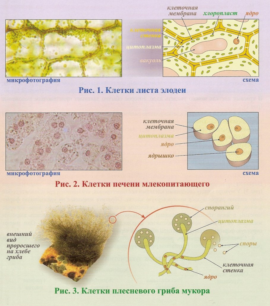 Клетки растительные животные бактериальные грибные. Строение клетки мукора. Клеточная стенка гриба мукора. Грибки мукор микроскоп. Мукор клетка под микроскопом.