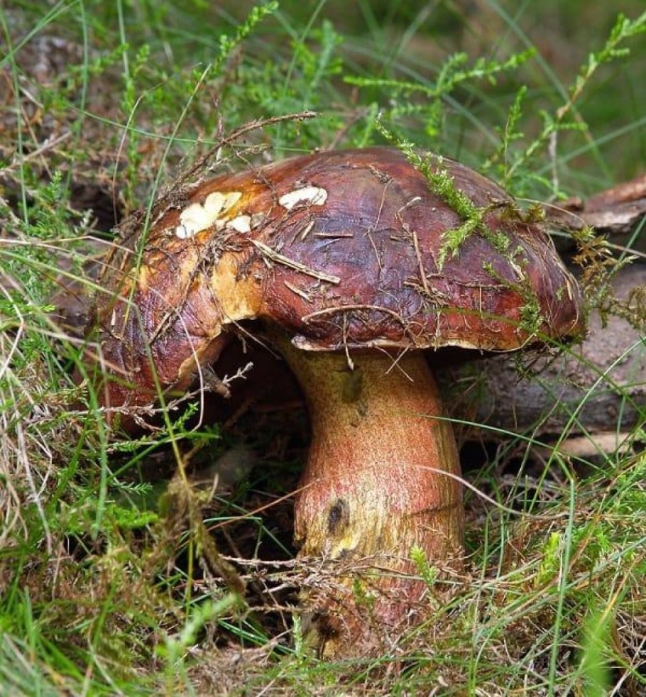 Дубовик крапчатый Boletus erythropus