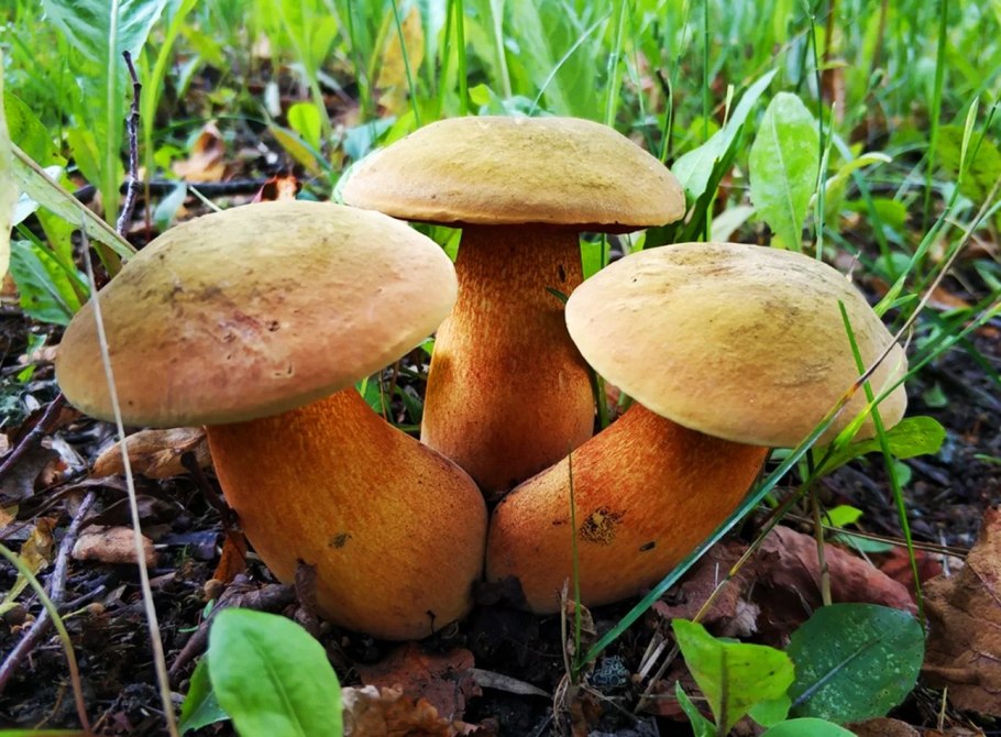 Гриб поддубовик (Дубовик)