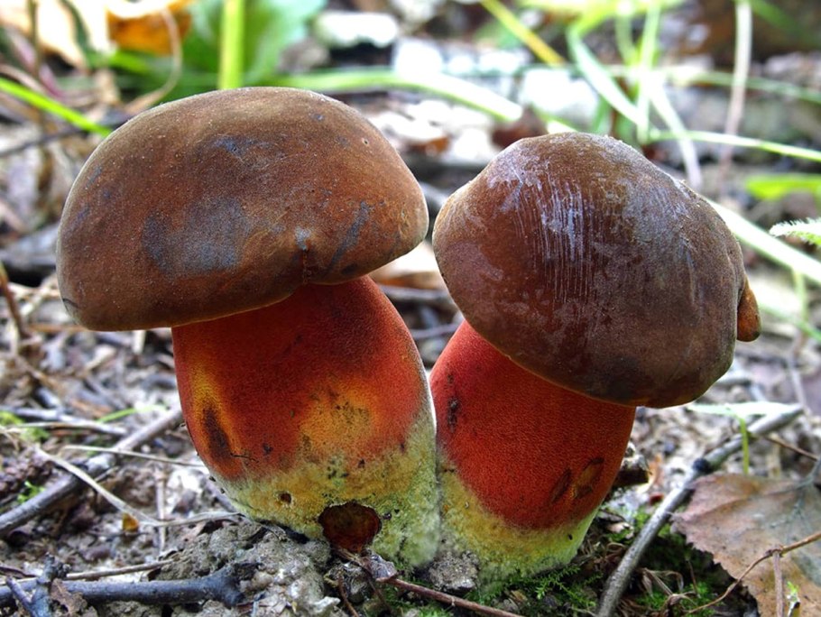 Дубовик крапчатый Boletus erythropus