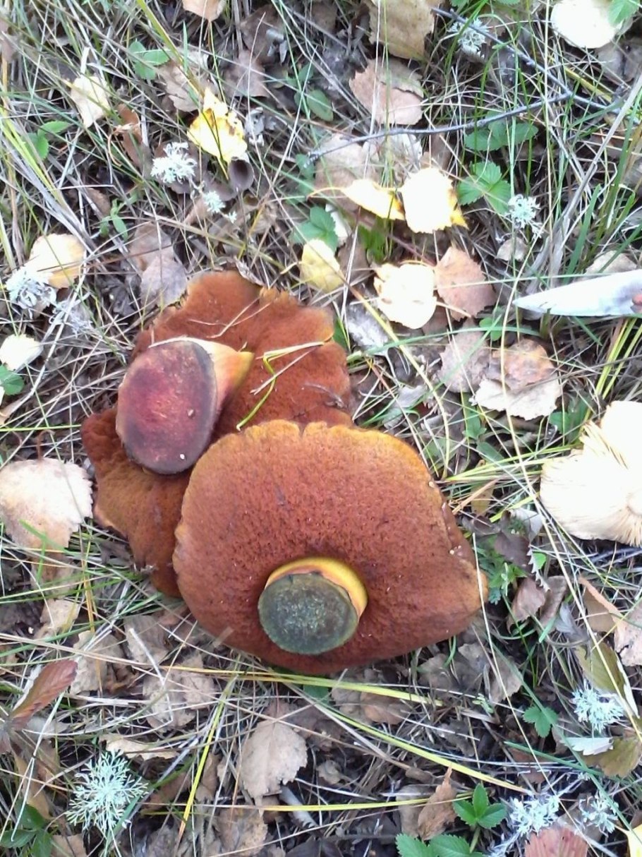 Дубовик крапчатый Boletus erythropus