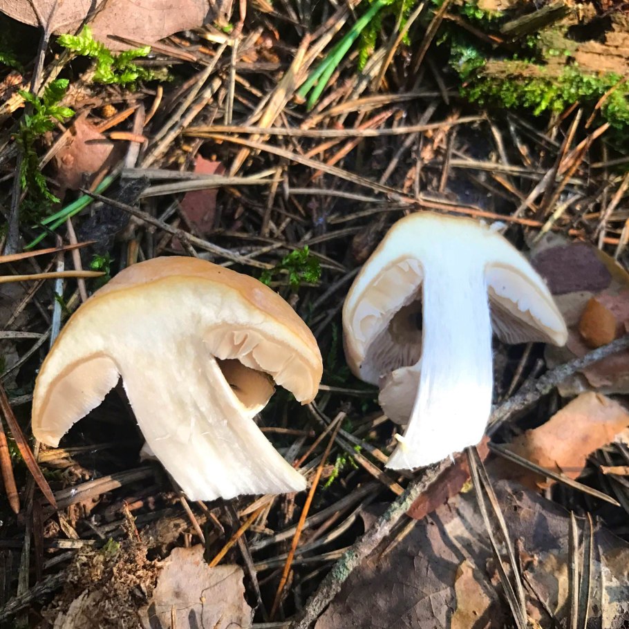 Глухой Боровик гриб