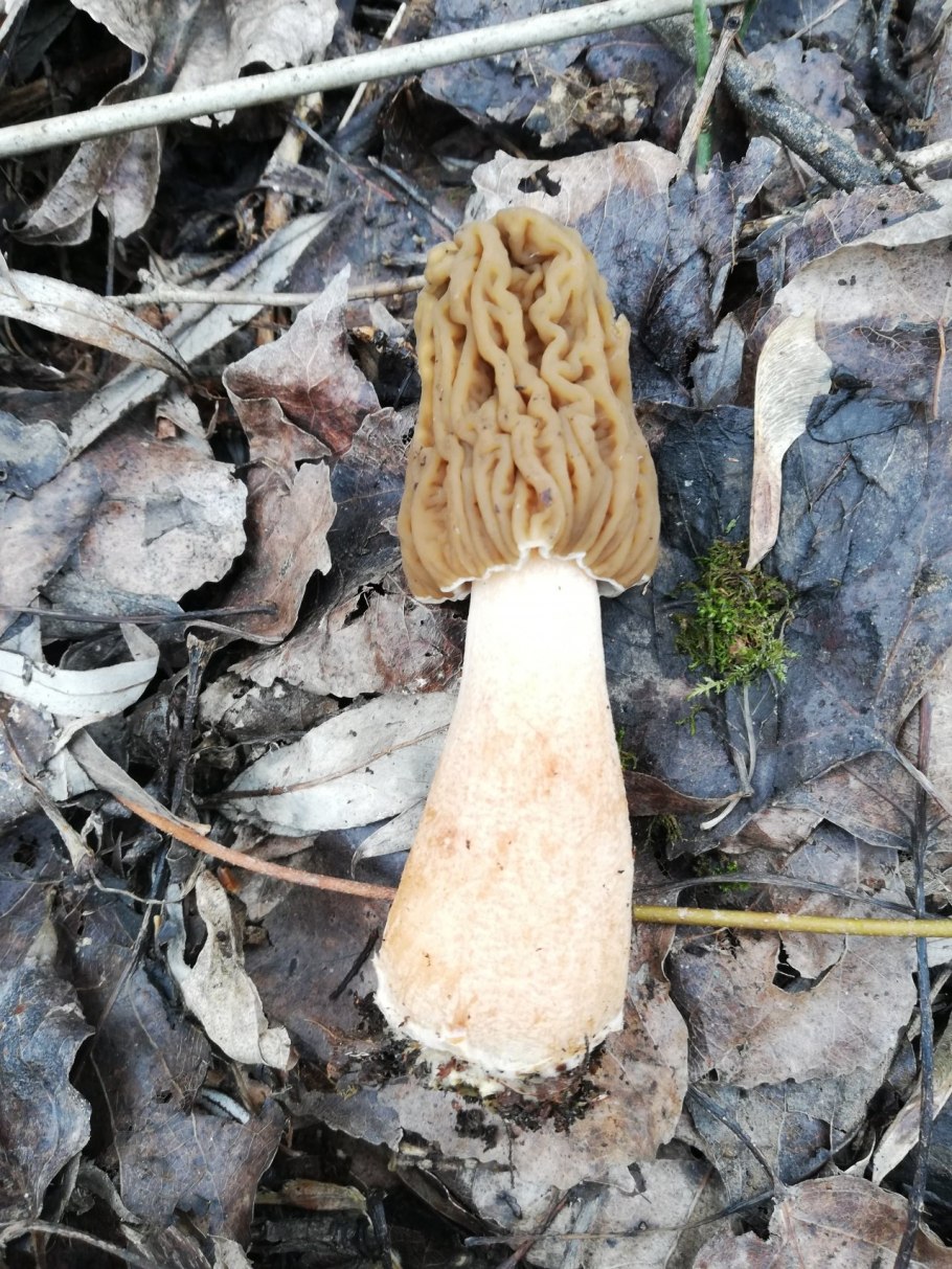 Сморчковая шапочка Богемская