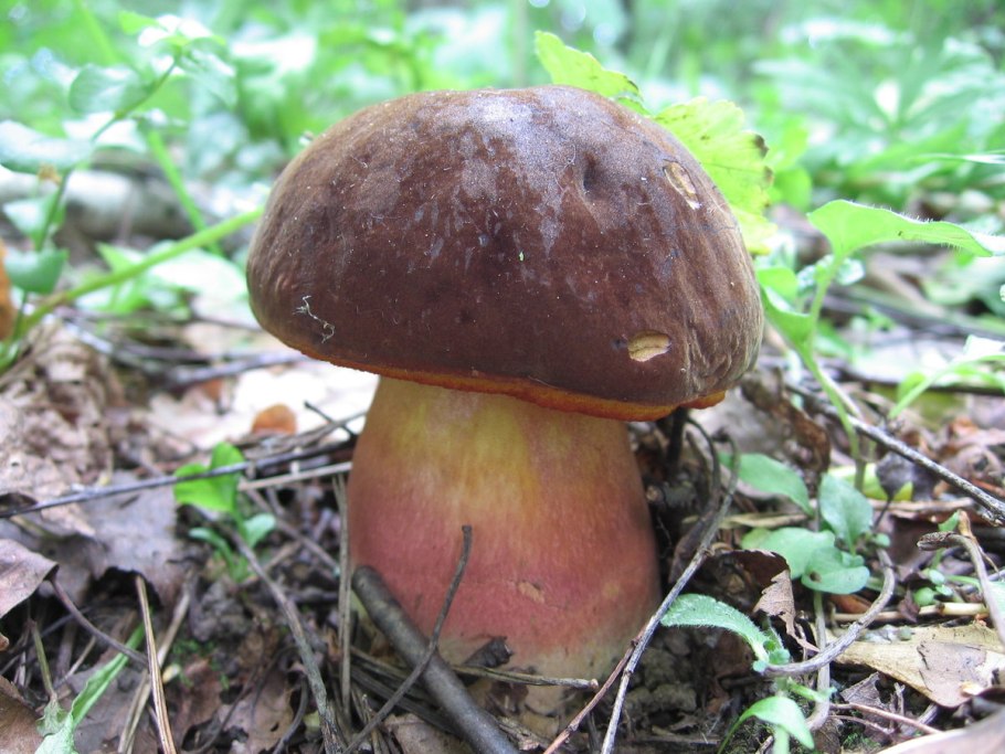 Поддубовик гриб ложный