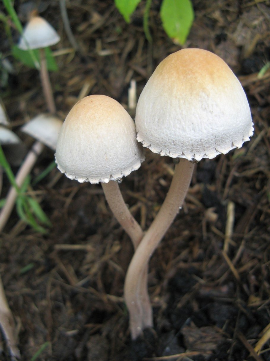 Поганки несъедобные грибы