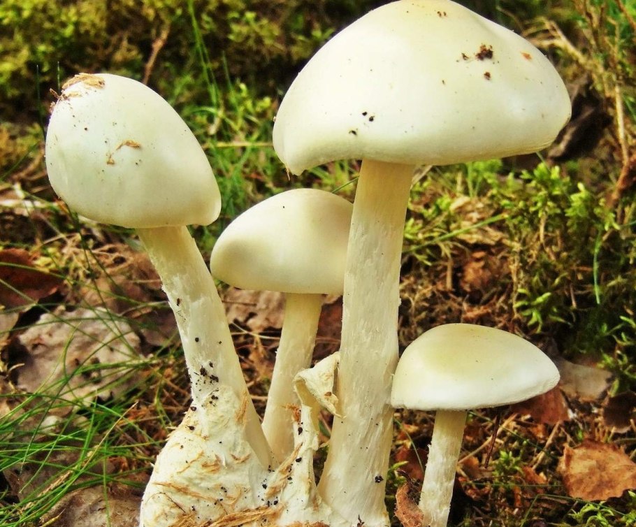 Белая поганка мухомор вонючий