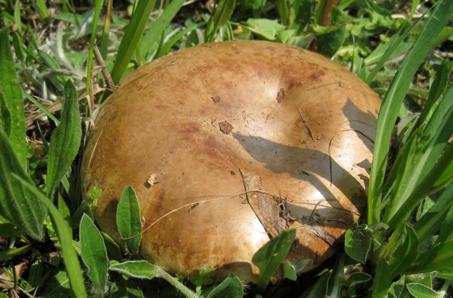 Гриб свинушка груздь