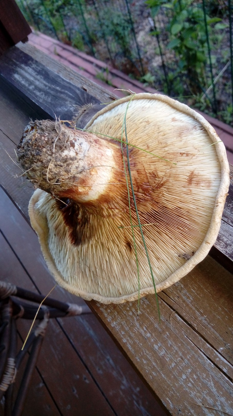 Свинушка млечник