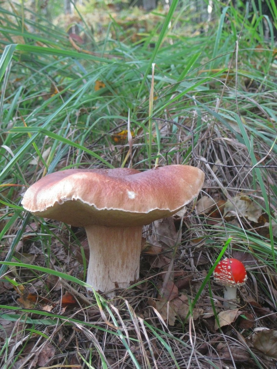 Дунька гриб свинушка