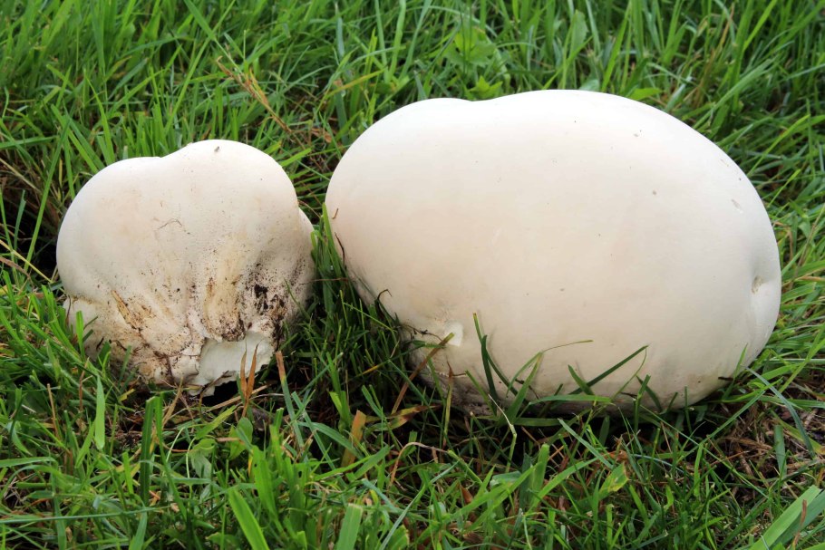 Lycoperdon perlatum