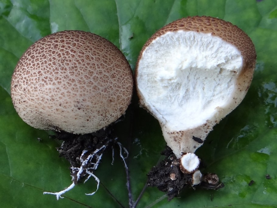 Гриб Calvatia gigantea