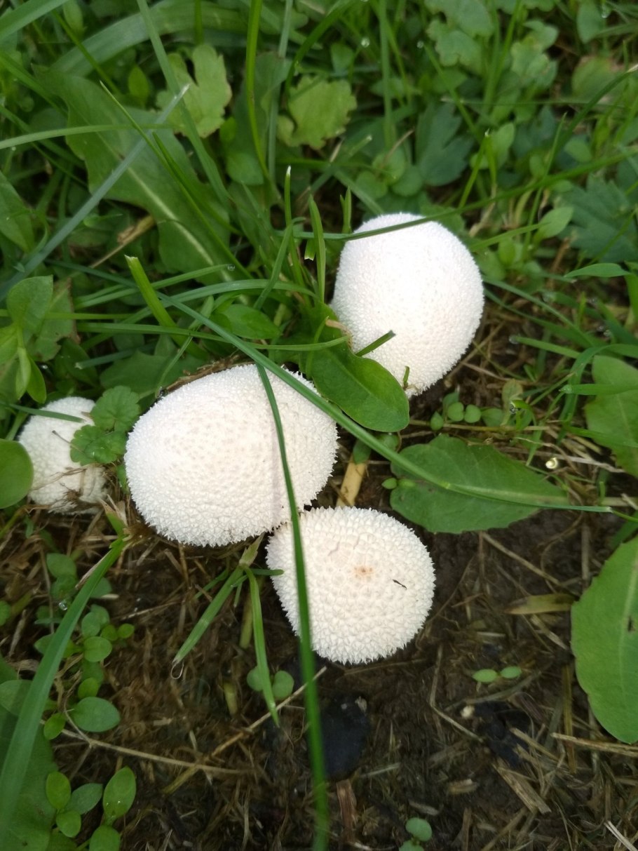 Дождевик белый гриб