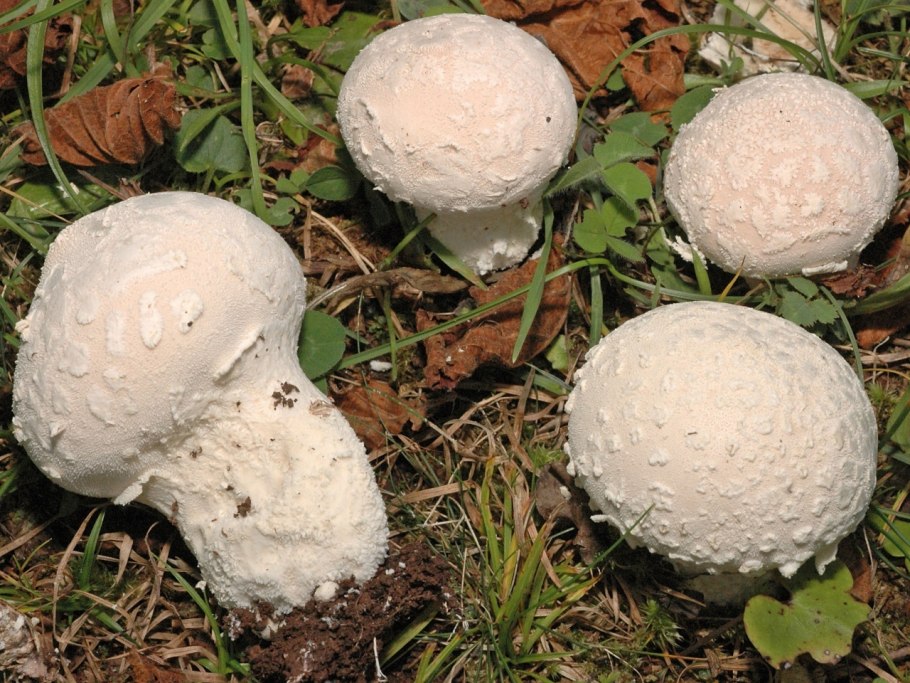 Грибы дождевик (Lycoperdon pyriforme)