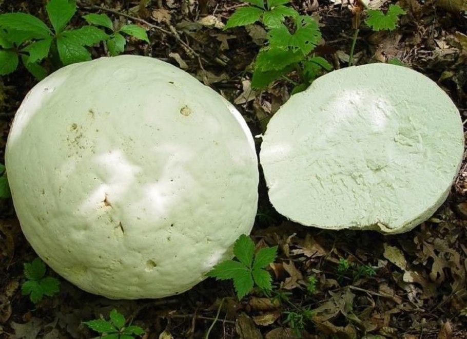 Calvatia utriformis (ГОЛОВАЧ мешковатый)