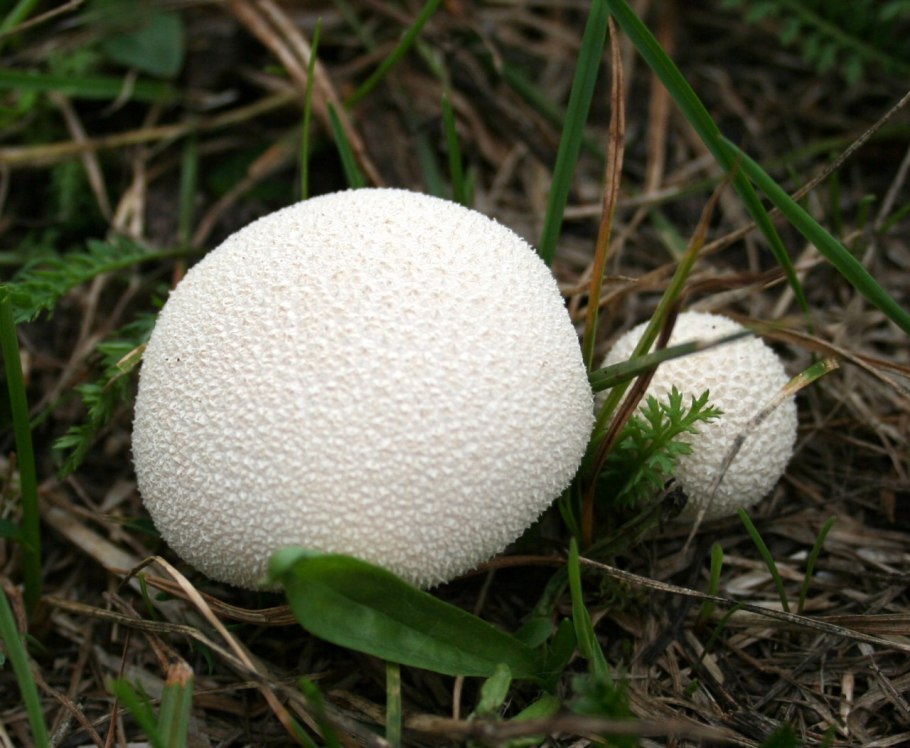 Дождевик шиповатый Lycoperdon perlatum