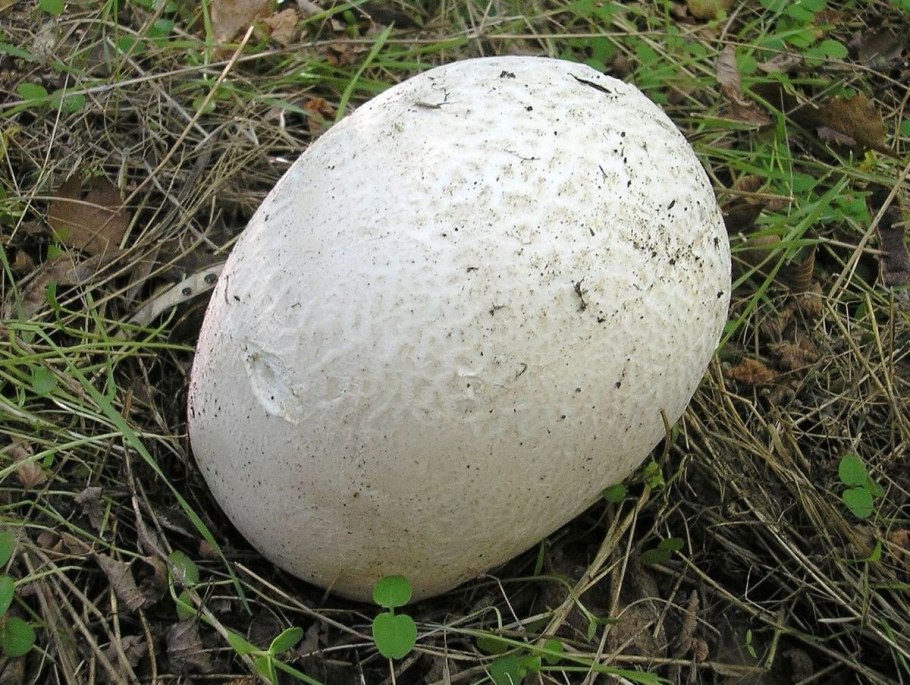 Гриб дождевик ГОЛОВАЧ