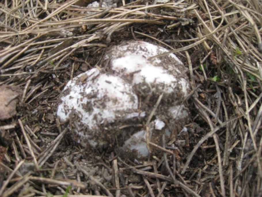 Саркосфера гриб