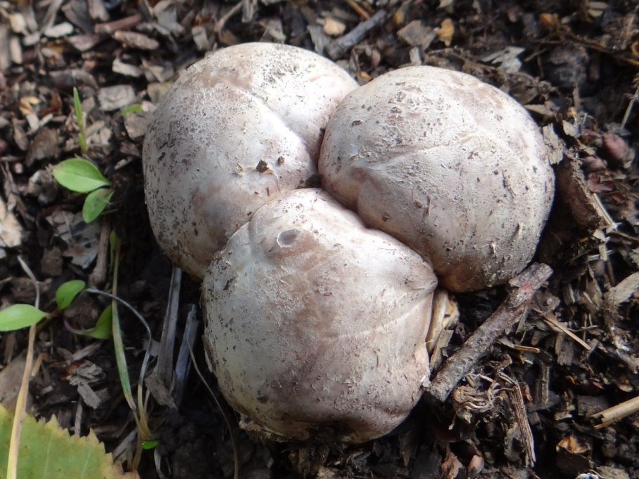 Трюфель розовеющий