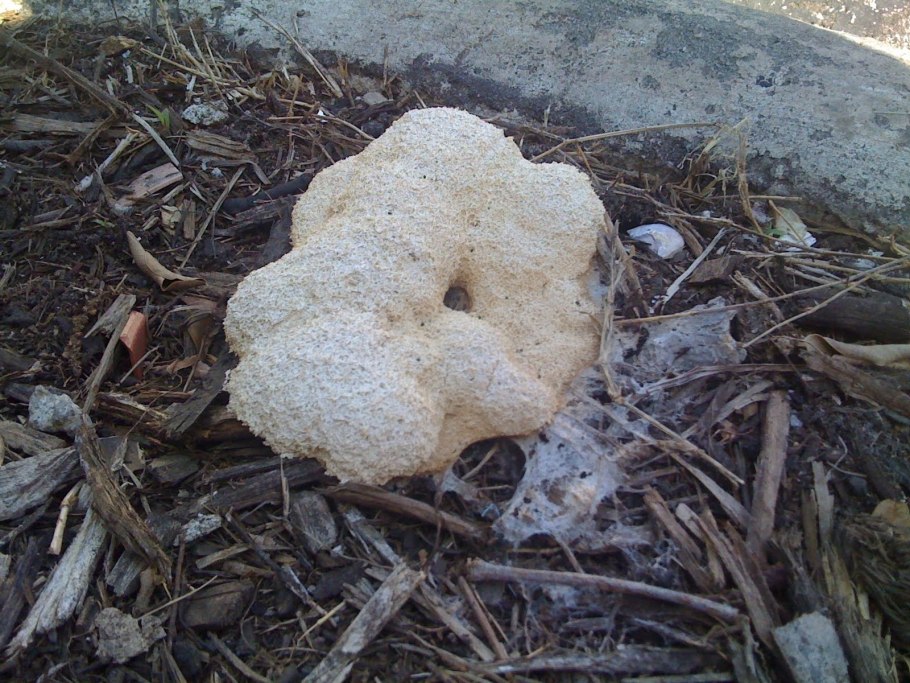 Гриб Эдулис