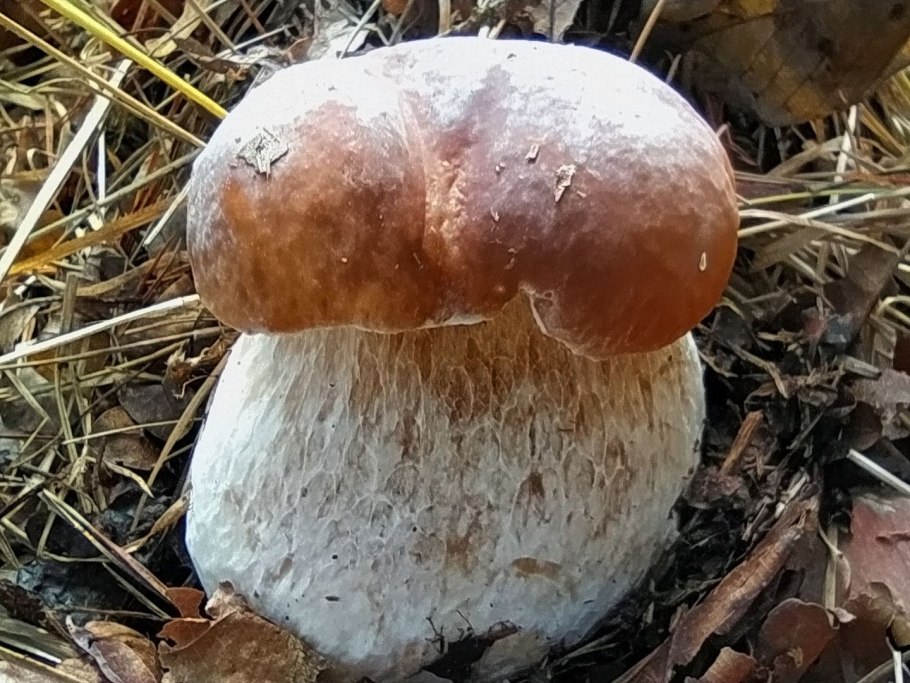 Гриб боровик