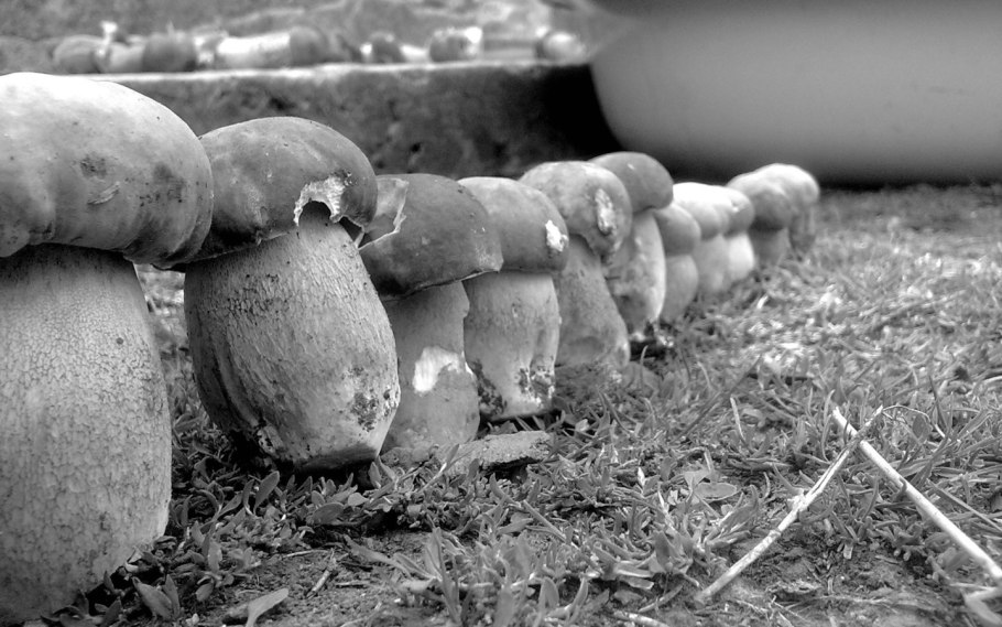 Грибы в лесу