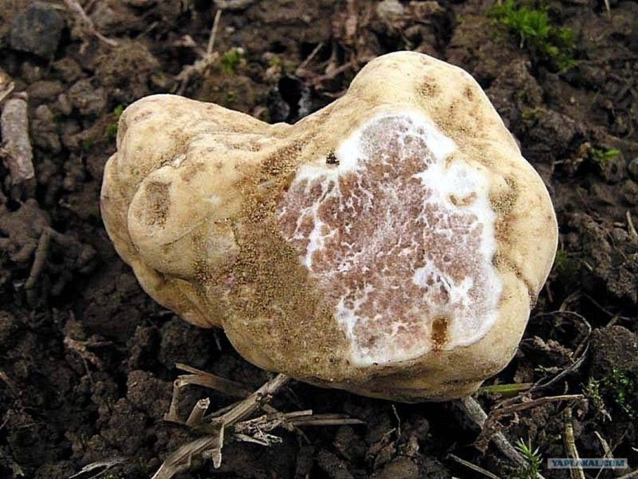 Трюфели и белые грибы